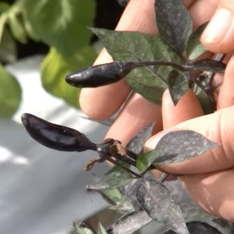 chili plante chili plante